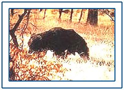 Nandadevi National Park,Nanda Devi National Park,Nanda Devi National Park Tour