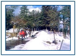 Shimla,Shimla Hill Station,Shimla Hill Station Tour,Hill Resorts in Shimla