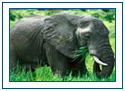 Aaralam Wildlife Sanctuary,Aaralam Wildlife Sanctuary Tour,Kerala Wildlife Sanctuary Travel