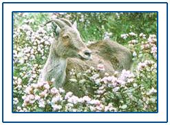 Eravikulam Wildlife Sanctuary,Kerala Eravikulam Wildlife Sanctuary