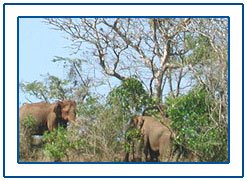 Idukki, Idukki Kerala, Idukki Tour, Idukki Travel in Kerala