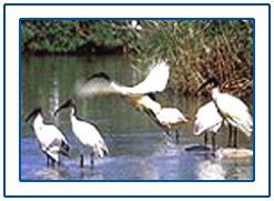 Kumarakom Bird Sanctuary,Kerala Kumarakom Bird Sanctuary,Bird Sanctuary in Kerala