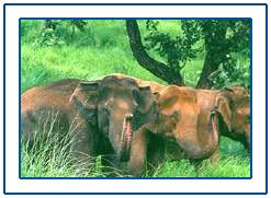 Peppara Wildlife Sanctuary,Kerala Peppara Wildlife Sanctuary,Kerala Wildlife Sanctuary
