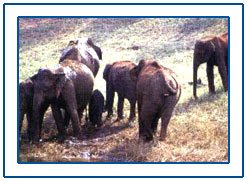 Thekkady,Thekkady Kerala,Thekkady Kerala Tour,Thekkady Kerala Travel