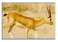 Desert National Park