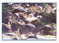 Keoladeo National Park